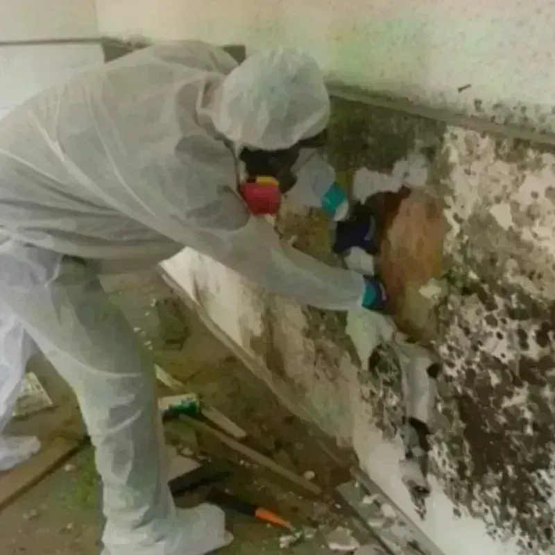 Mold Remediation and Removal in East Lansing, MI